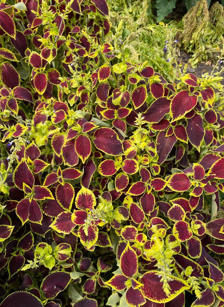 Plant name: Crimson Gold Coleus Coleus  